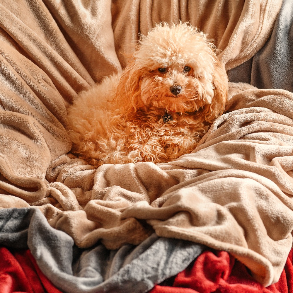 FLEECE BORDEAUX BLANKET